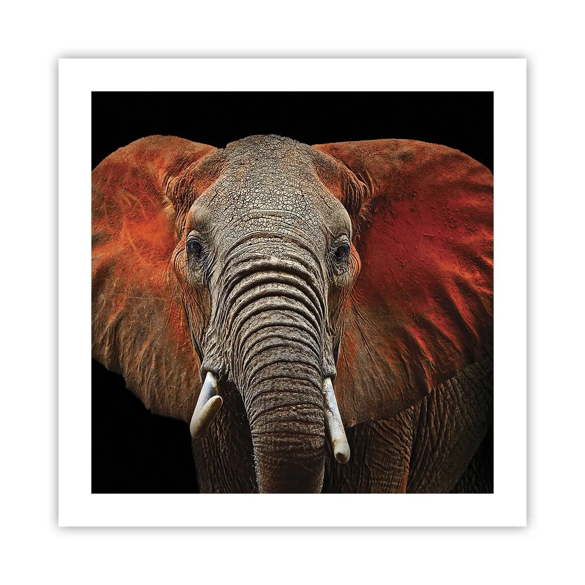 Plagát - Som divoký, a ty? - 50x50 cm