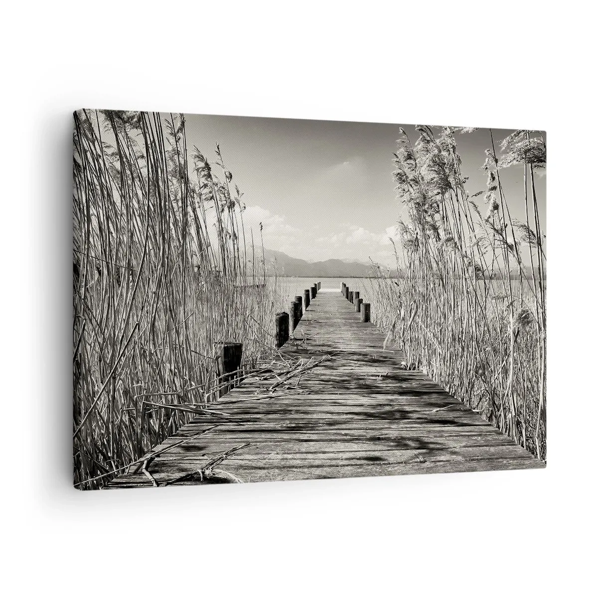 Obraz na plátne - Drevené mólo medzi vysokými trávami nad sépiovo farbeným jazerom - 70x50cm - V ústraní tráv - Moderná nástenná dekorácia do obývacej izby a spálne ARTTOR