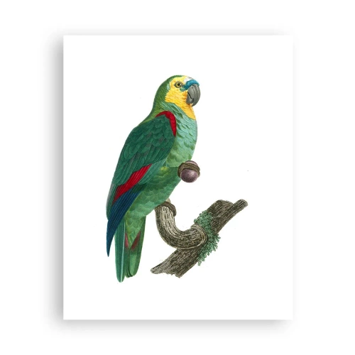 Plagát - Portrét papagája - 40x50 cm