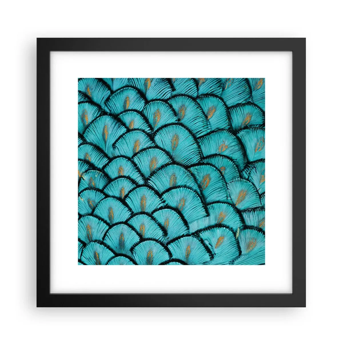 Plagát v čiernom ráme - Veľká slávnosť peria - 30x30 cm
