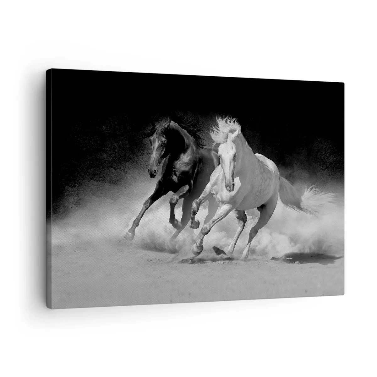 Obraz na plátne - Bežiace kone v čiernej a bielej farbe - 70x50cm - Cval slobody - Moderná nástenná dekorácia do obývacej izby a spálne ARTTOR
