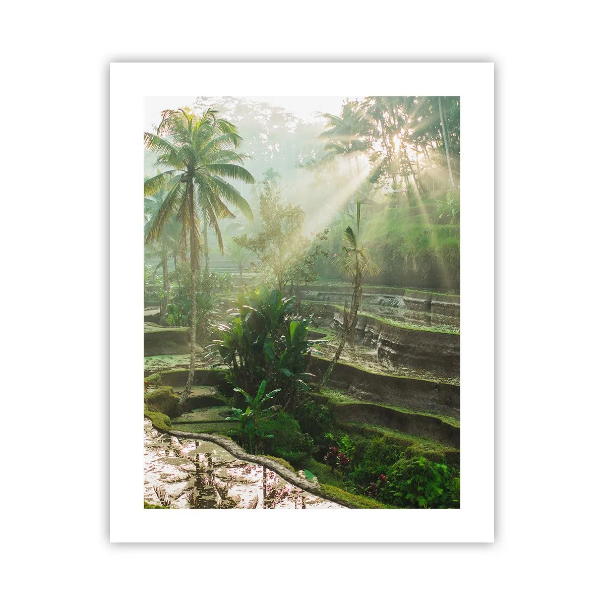 Plagát - Vyrastať na slnku - 40x50 cm