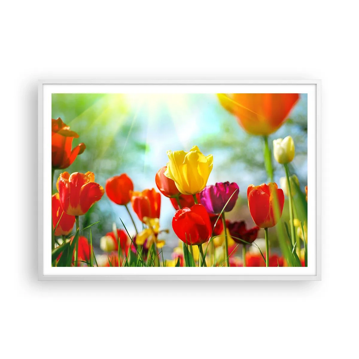 Plagát v bielom ráme - Všetky farby slnka - 100x70 cm