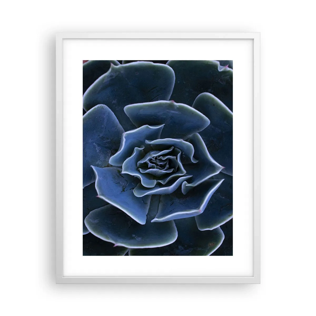 Plagát v bielom ráme - Púštny kvet - 40x50 cm