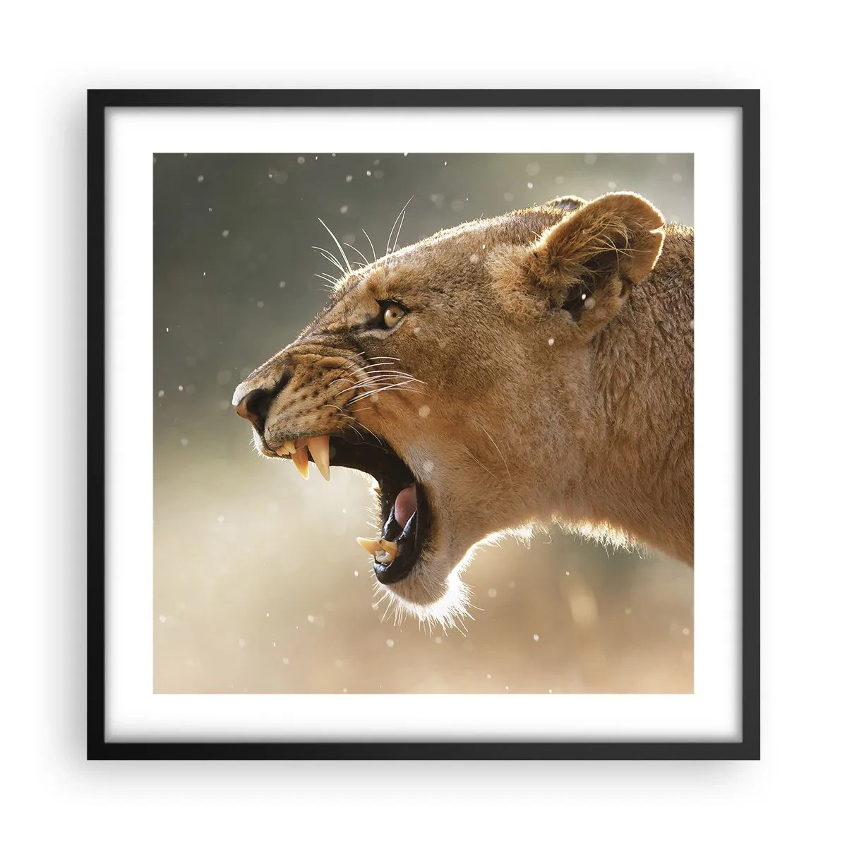 Plagát v čiernom ráme - Snaž sa nepočúvať - 50x50 cm