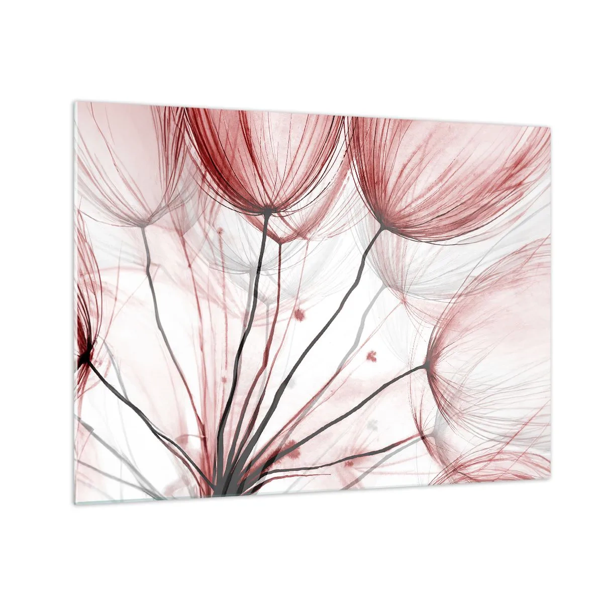Obraz na skle - Jemné púpavy v odtieňoch ružovej a čiernej - 70x50cm - Pred odletom - Moderná nástenná dekorácia do obývacej izby a spálne ARTTOR