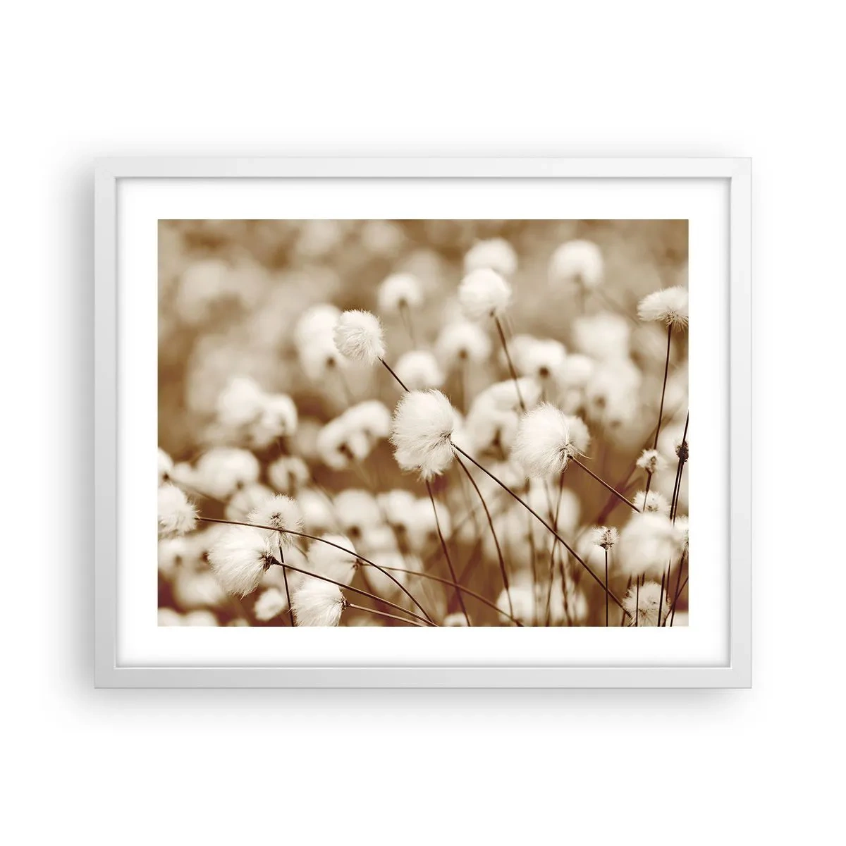 Plagát v bielom ráme - Chlpatý lán - 50x40 cm