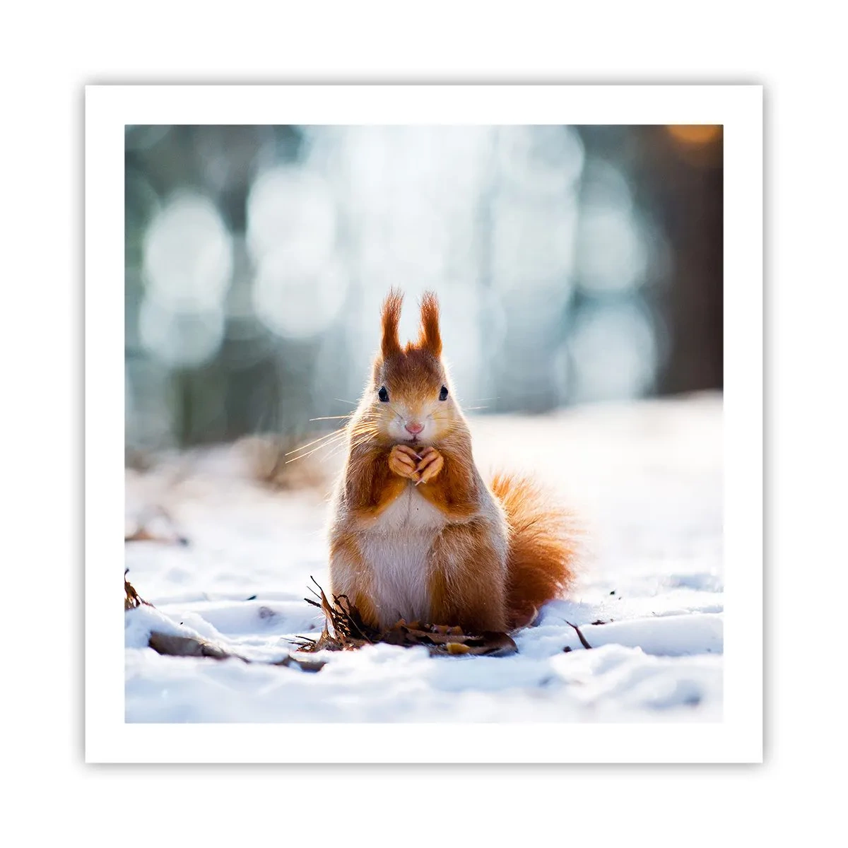 Plagát - Čo sa tak pozeráš? - 60x60 cm