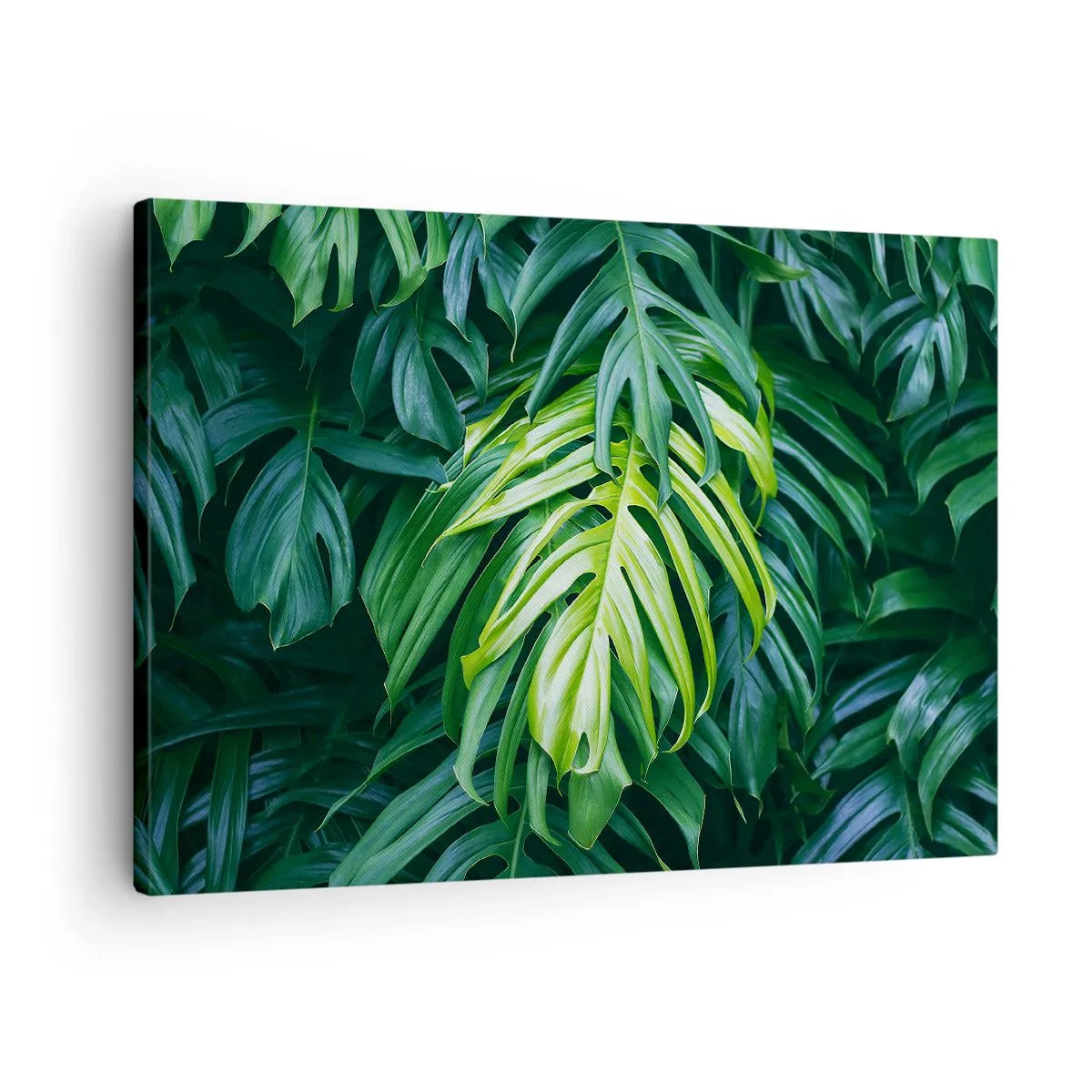 Obraz na plátne - Zelené listy v hustom tropickom usporiadaní - 70x50cm - Ponoriť sa do sviežosti - Moderná nástenná dekorácia do obývacej izby a spálne ARTTOR