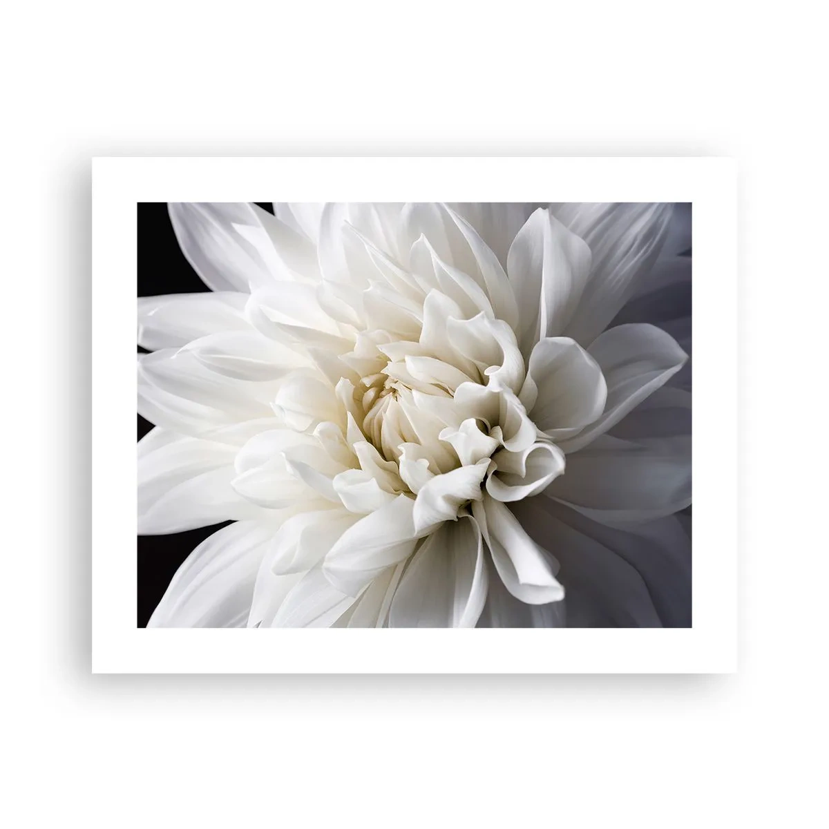 Plagát - Ráno s nevestou - 50x40 cm