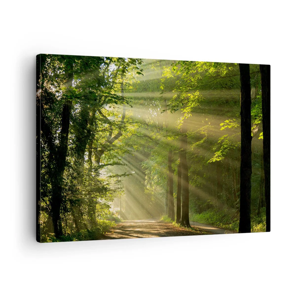 Obraz na plátne - Lesný chodník so slnečnými lúčmi presvietenými cez stromy - 70x50cm - Lesný okamih - Moderná nástenná dekorácia do obývacej izby a spálne ARTTOR