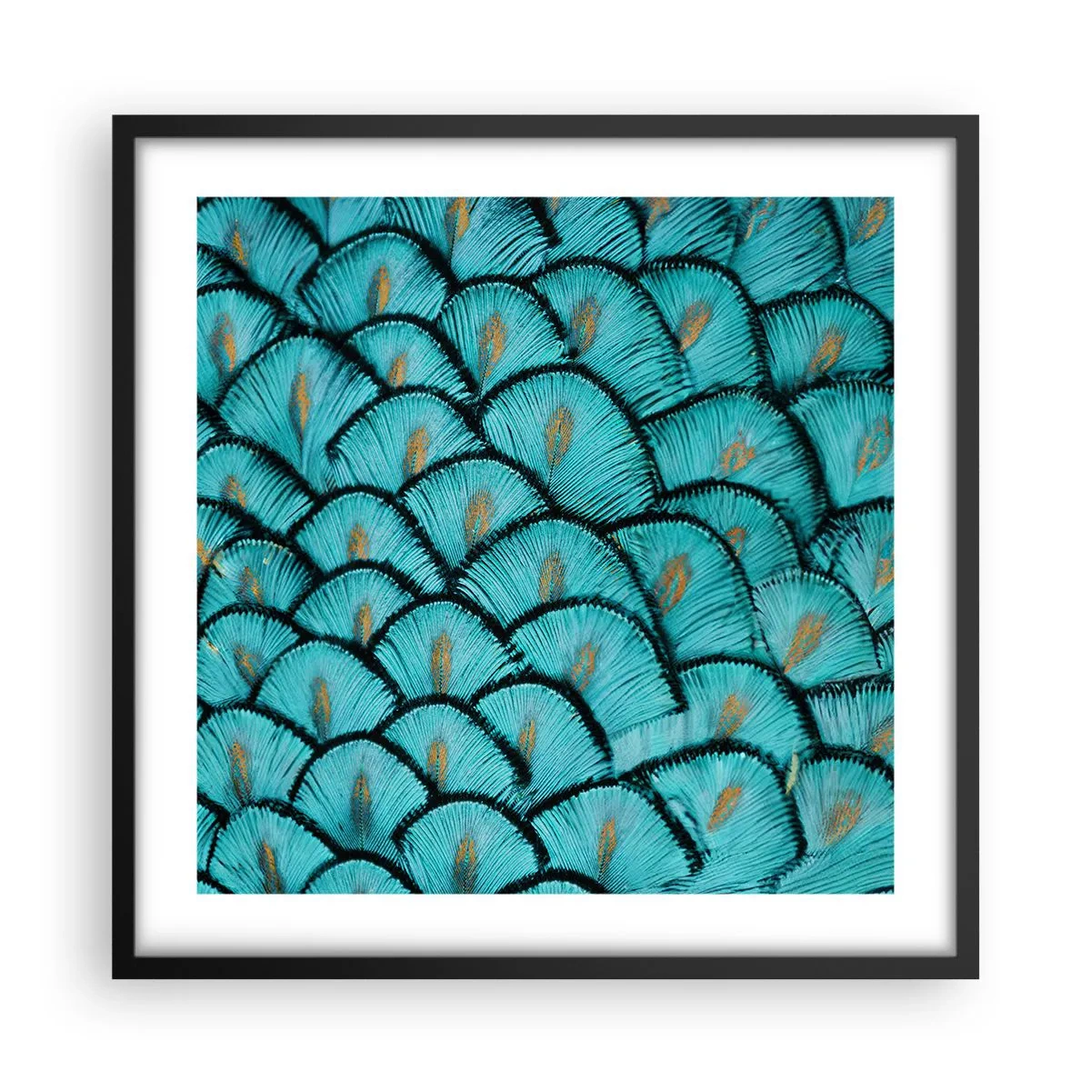 Plagát v čiernom ráme - Veľká slávnosť peria - 50x50 cm