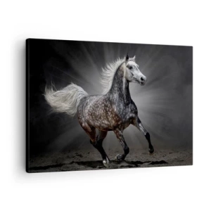 Obraz na plátne - Biely kôň cválajúci na tmavom pozadí - 70x50cm - Sivé je krásne - Moderná nástenná dekorácia do obývacej izby a spálne ARTTOR