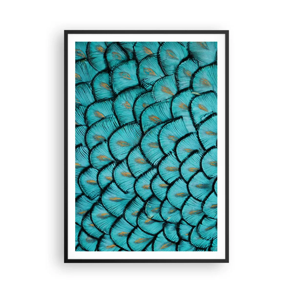 Plagát v čiernom ráme - Veľká slávnosť peria - 70x100 cm