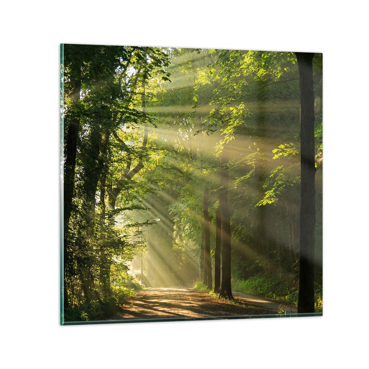 Obraz na skle - Lesný okamih - 60x60 cm