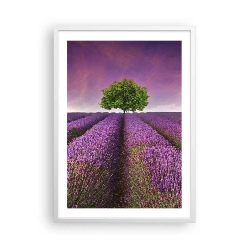 Plagát v bielom ráme - Na levanduľových poliach - 50x70 cm