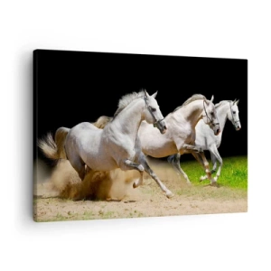 Obraz na plátne - Tri biele kone cválajúce cez piesok a trávu - 70x50cm - Tri Grácie - Moderná nástenná dekorácia do obývacej izby a spálne ARTTOR