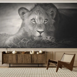 Fototapeta Premium Canvas - Kráľovské šteňa - Zvieratá, Lev, Čierna a biela - 400x280 cm