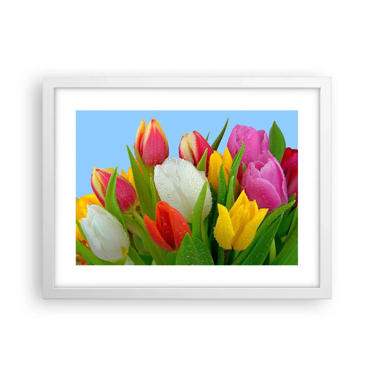 Plagát v bielom ráme - Kvetinová dúha v kvapkách rosy - 40x30 cm
