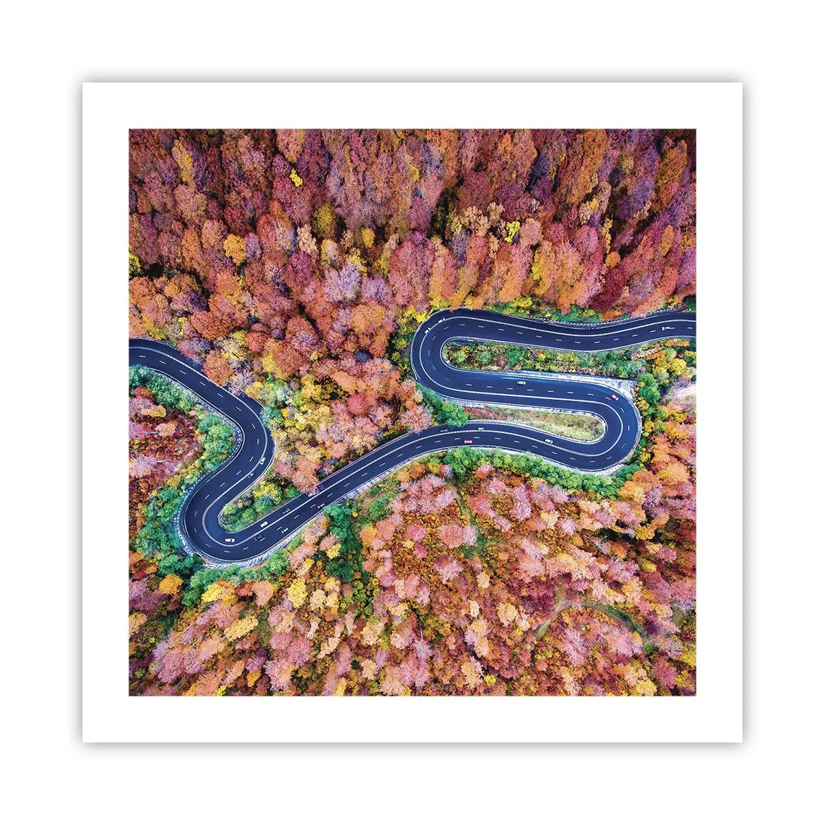 Plagát - Kľukatá cesta lesom - 50x50 cm