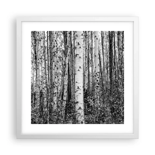 Plagát v bielom ráme - Brezová kolonáda - 40x40 cm