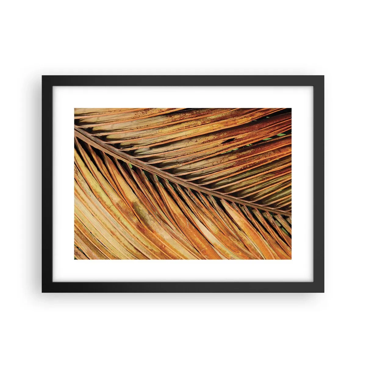 Plagát v čiernom ráme - Kokosové zlato - 40x30 cm