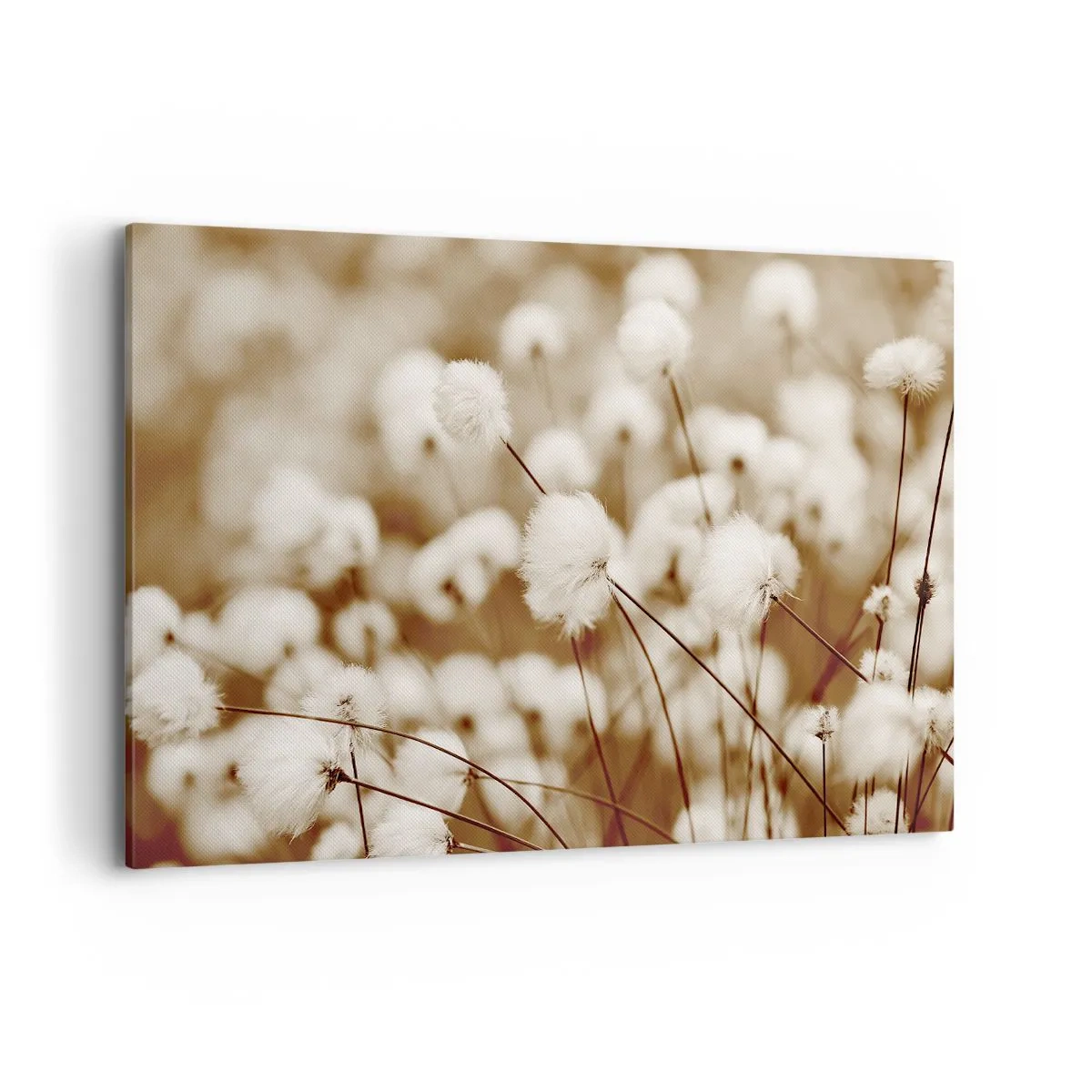 Obraz na plátne - Chlpatý lán - 120x80 cm