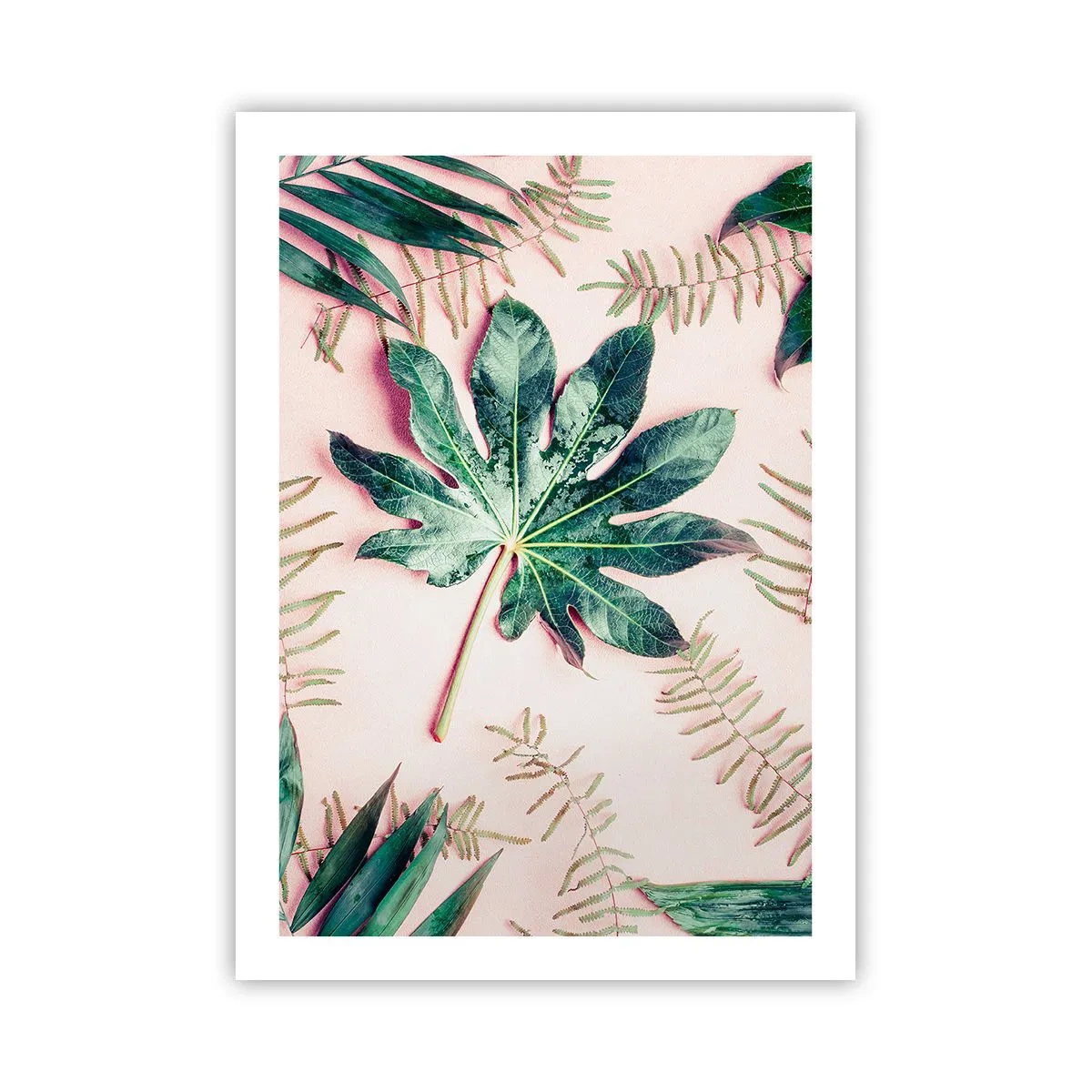 Plagát - Štúdia zelenej na ružovom pozadí - 50x70 cm