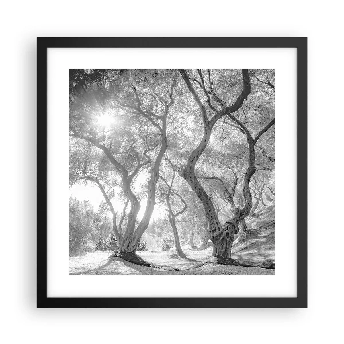 Plagát v čiernom ráme - V olivovom háji - 40x40 cm