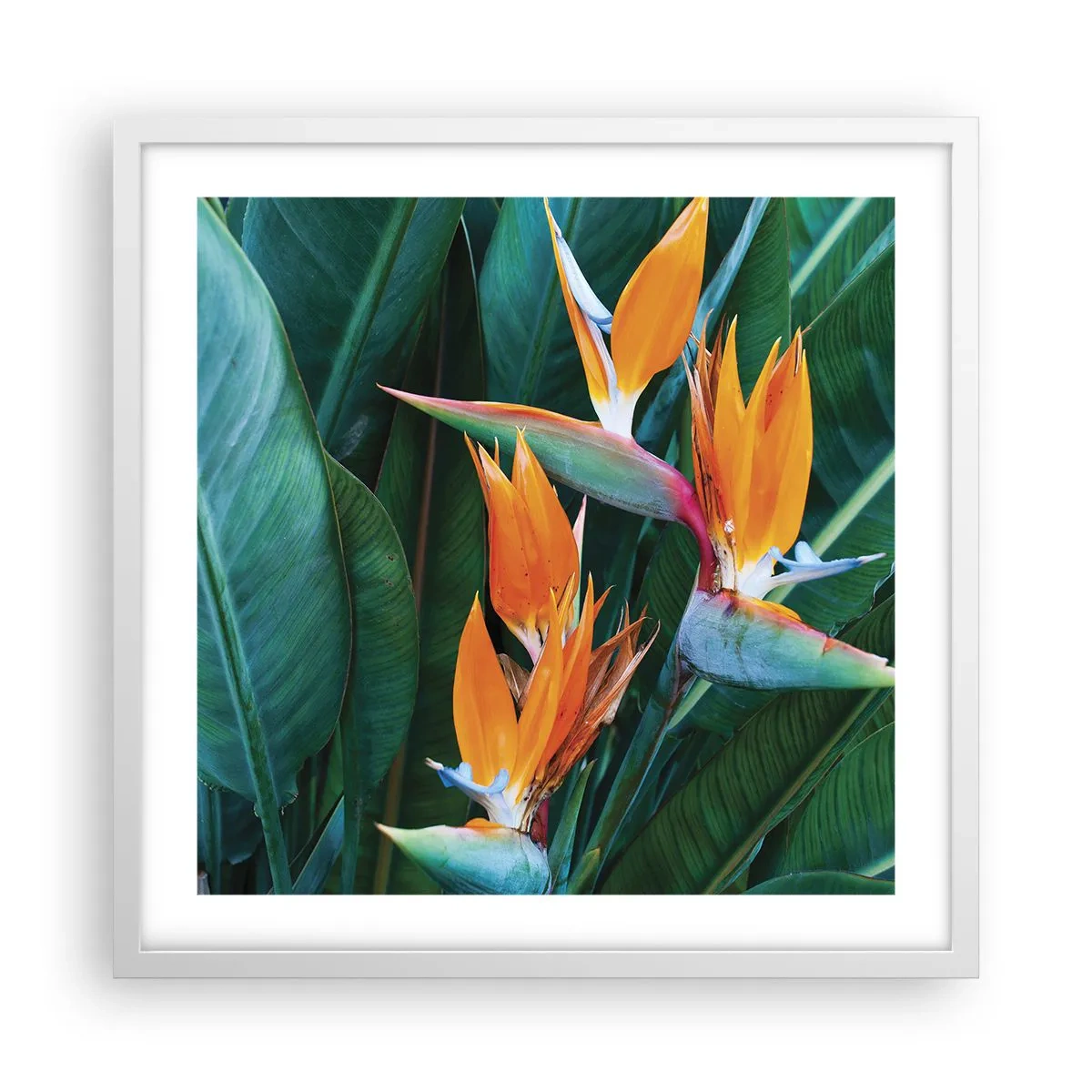 Plagát v bielom ráme - Je to kvetina, alebo vták? - 50x50 cm