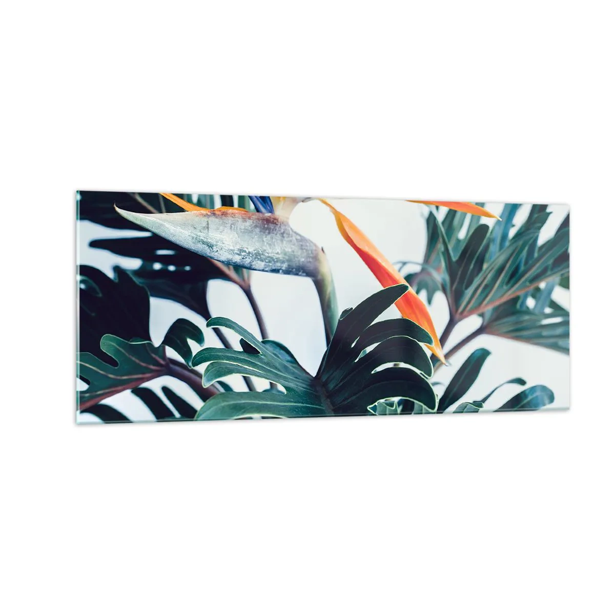 Obraz na skle - Vtáker - 100x40 cm