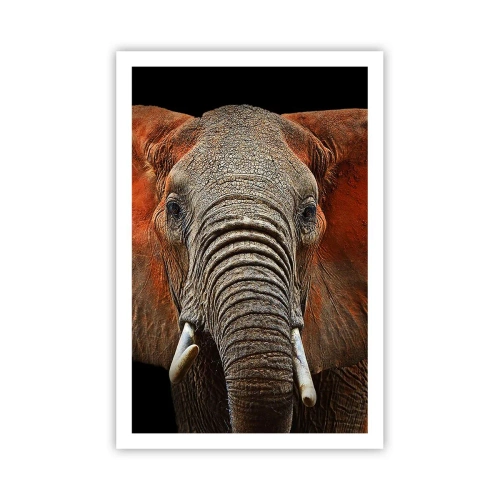 Plagát - Som divoký, a ty? - 61x91 cm