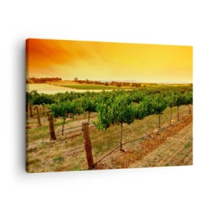 Obraz na plátne - Viniče na plantáži pri zlatom západe slnka - 70x50cm - Napiť sa slnka - Moderná nástenná dekorácia do obývacej izby a spálne ARTTOR