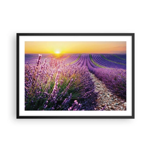 Plagát v čiernom ráme - Voňavý lán - 70x50 cm