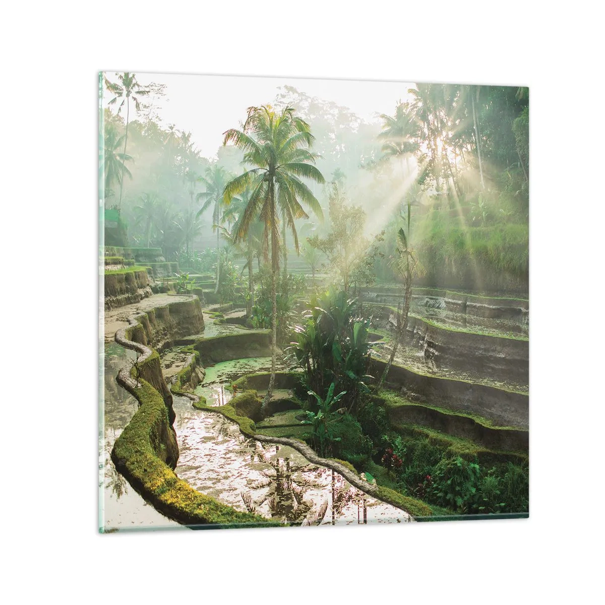 Obraz na skle - Vyrastať na slnku - 70x70 cm