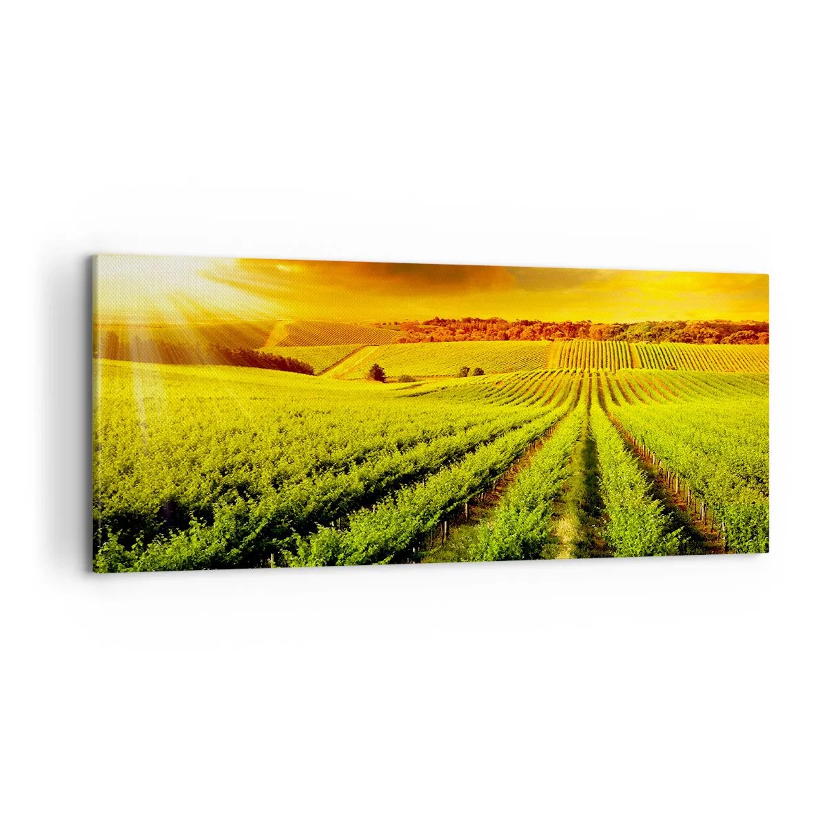 Obraz na plátne - Pod austrálskym slnkom - 100x40 cm