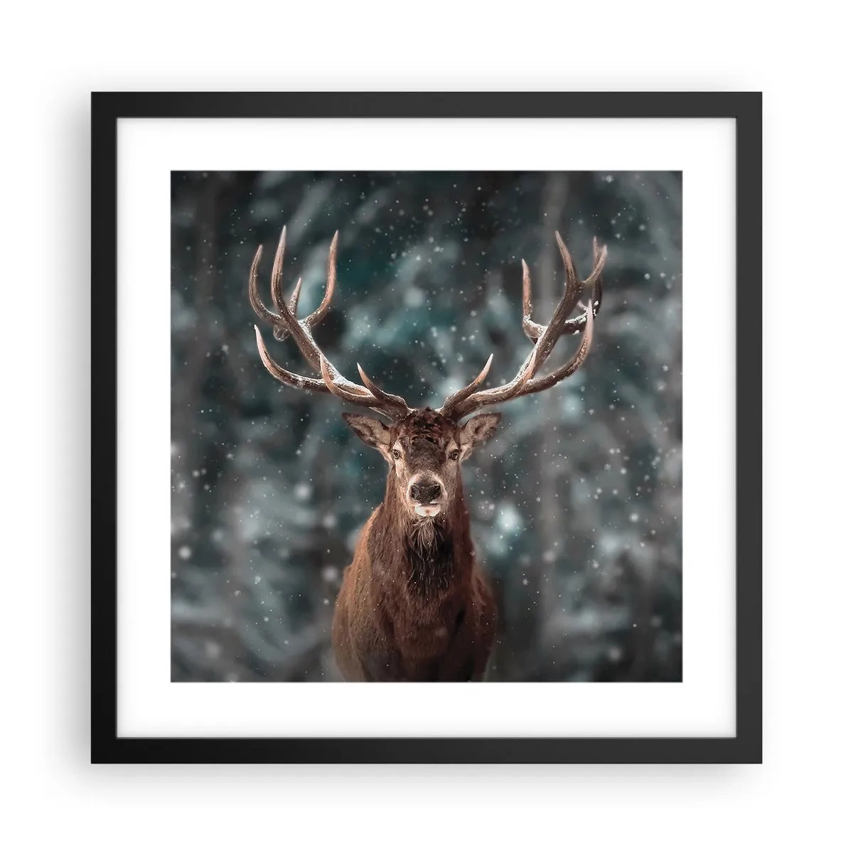 Plagát v čiernom ráme - Skutočný kráľ lesa - 40x40 cm