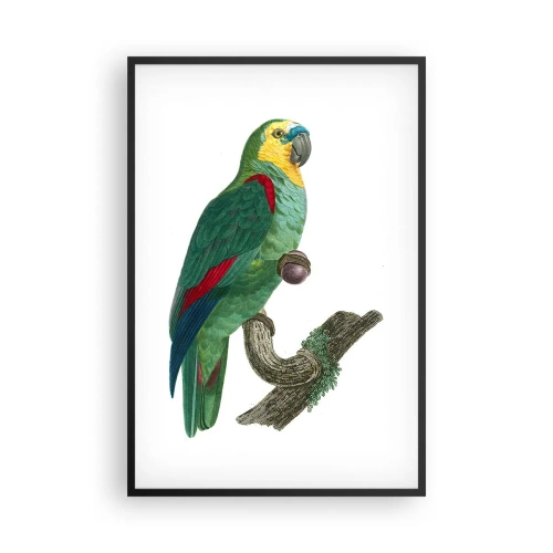 Plagát v čiernom ráme - Portrét papagája - 61x91 cm
