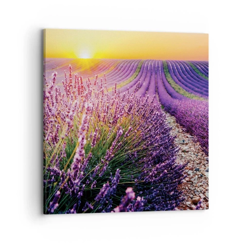 Obraz na plátne - Voňavý lán - 70x70 cm