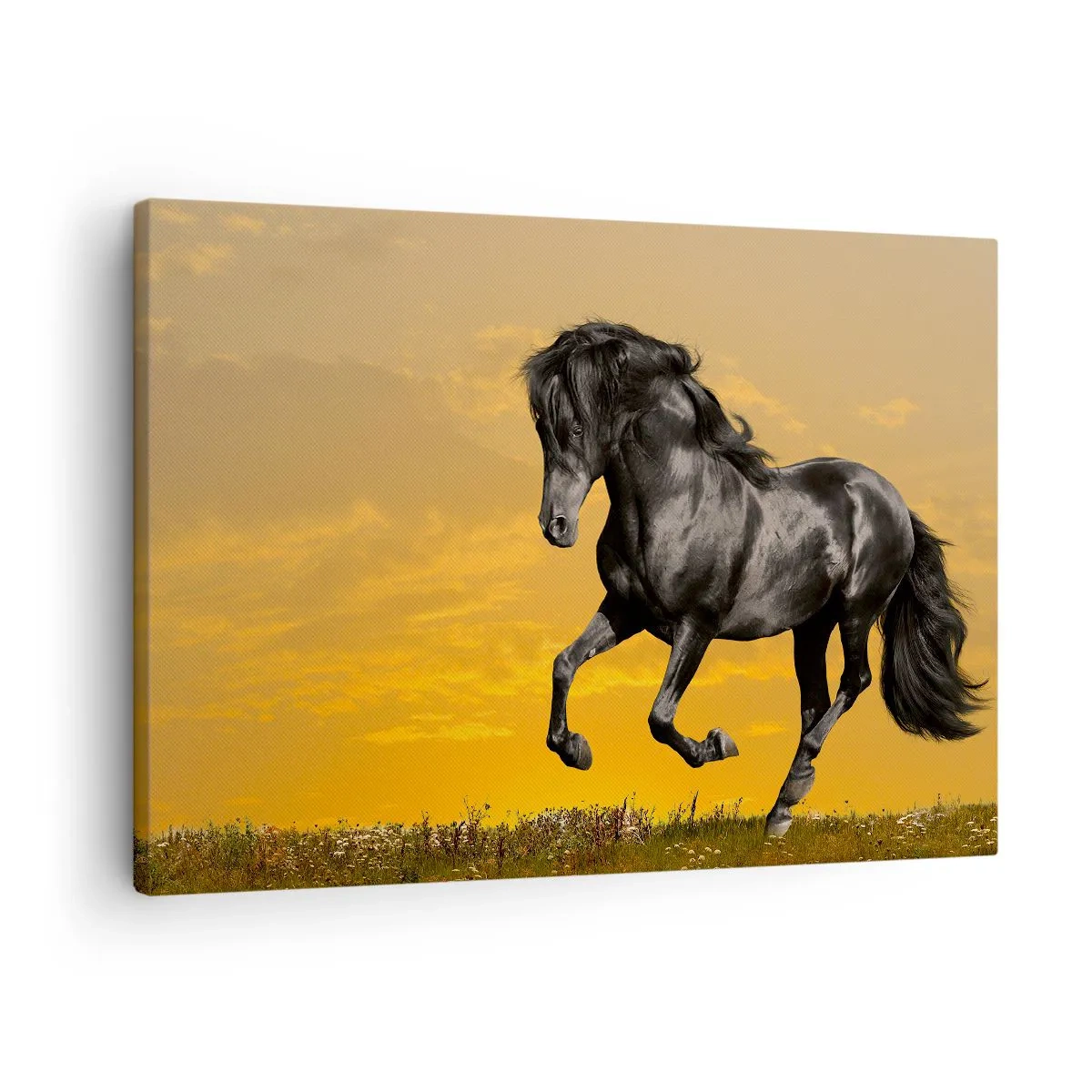 Obraz na plátne - Čierny kôň cvála na pozadí zlatého západu slnka. - 70x50cm - Krásny, slobodný a divoký - Moderná nástenná dekorácia do obývacej izby a spálne ARTTOR
