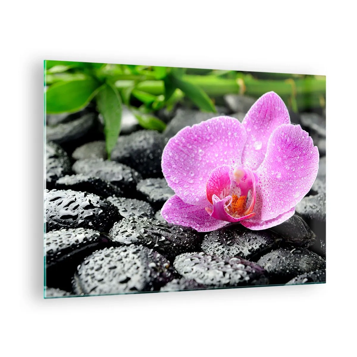 Obraz na skle - Ružový kvet orchidey na mokrých čiernych kameňoch - 70x50cm - Ako otvorené srdce - Moderná nástenná dekorácia do obývacej izby a spálne ARTTOR