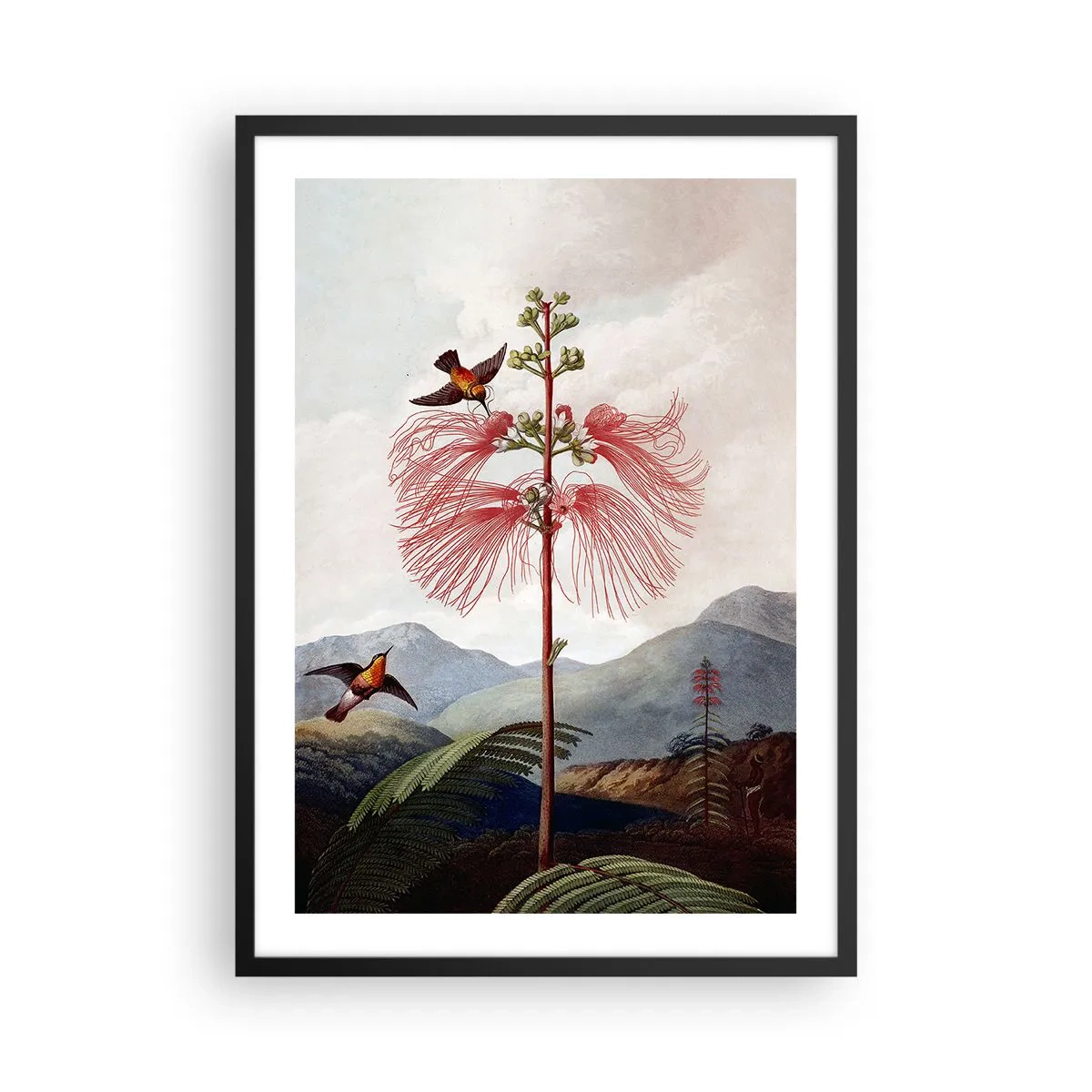 Plagát v čiernom ráme - Exotický kvet s kolibríkmi v horách - 50x70cm - V tropickom raji - Moderná nástenná dekorácia do obývacej izby a spálne ARTTOR