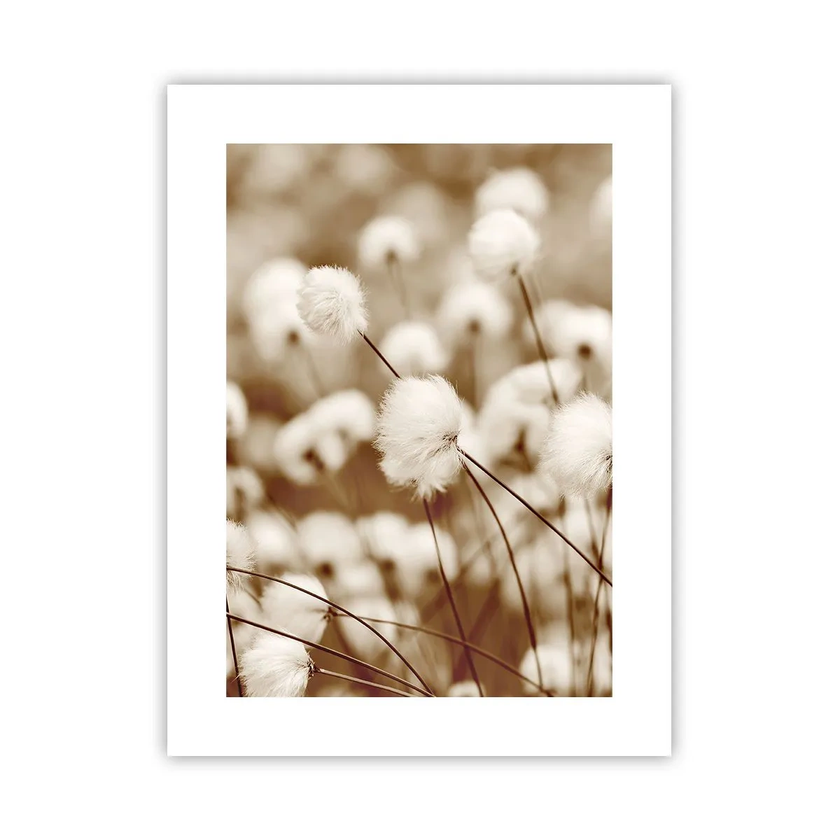 Plagát - Chlpatý lán - 30x40 cm