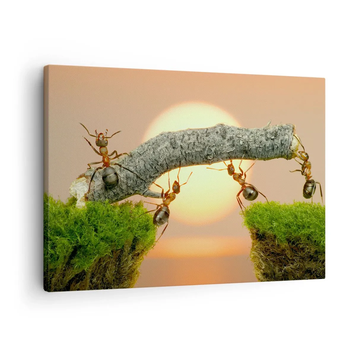 Obraz na plátne - Mravce stavajú most z konárov na pozadí zapadajúceho slnka. - 70x50cm - Radostná, spoločná práca - Moderná nástenná dekorácia do obývacej izby a spálne ARTTOR