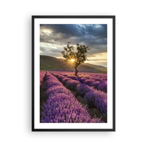 Plagát v čiernom ráme - Levanduľové pole s osamelým stromom a západom slnka - 50x70cm - Aróma vo fialovej - Moderná nástenná dekorácia do obývacej izby a spálne ARTTOR