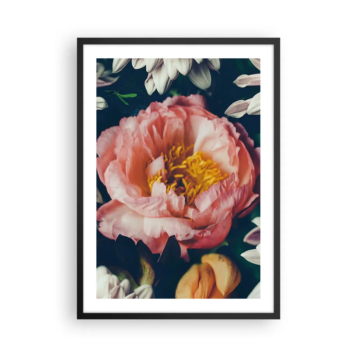 Plagát v čiernom ráme - Ružový kvet so žltým stredom obklopený inými kvetmi - 50x70cm - S barokovým prepychom - Moderná nástenná dekorácia do obývacej izby a spálne ARTTOR
