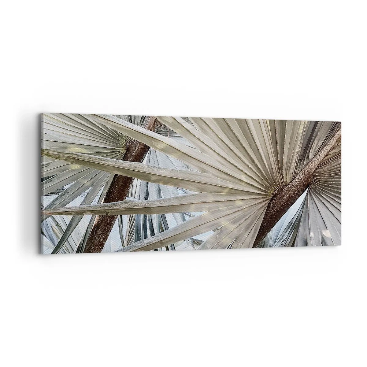 Obraz na plátne - Vejáre v trópoch - 100x40 cm