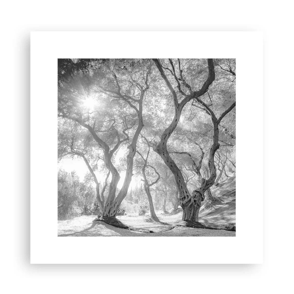 Plagát - V olivovom háji - 30x30 cm