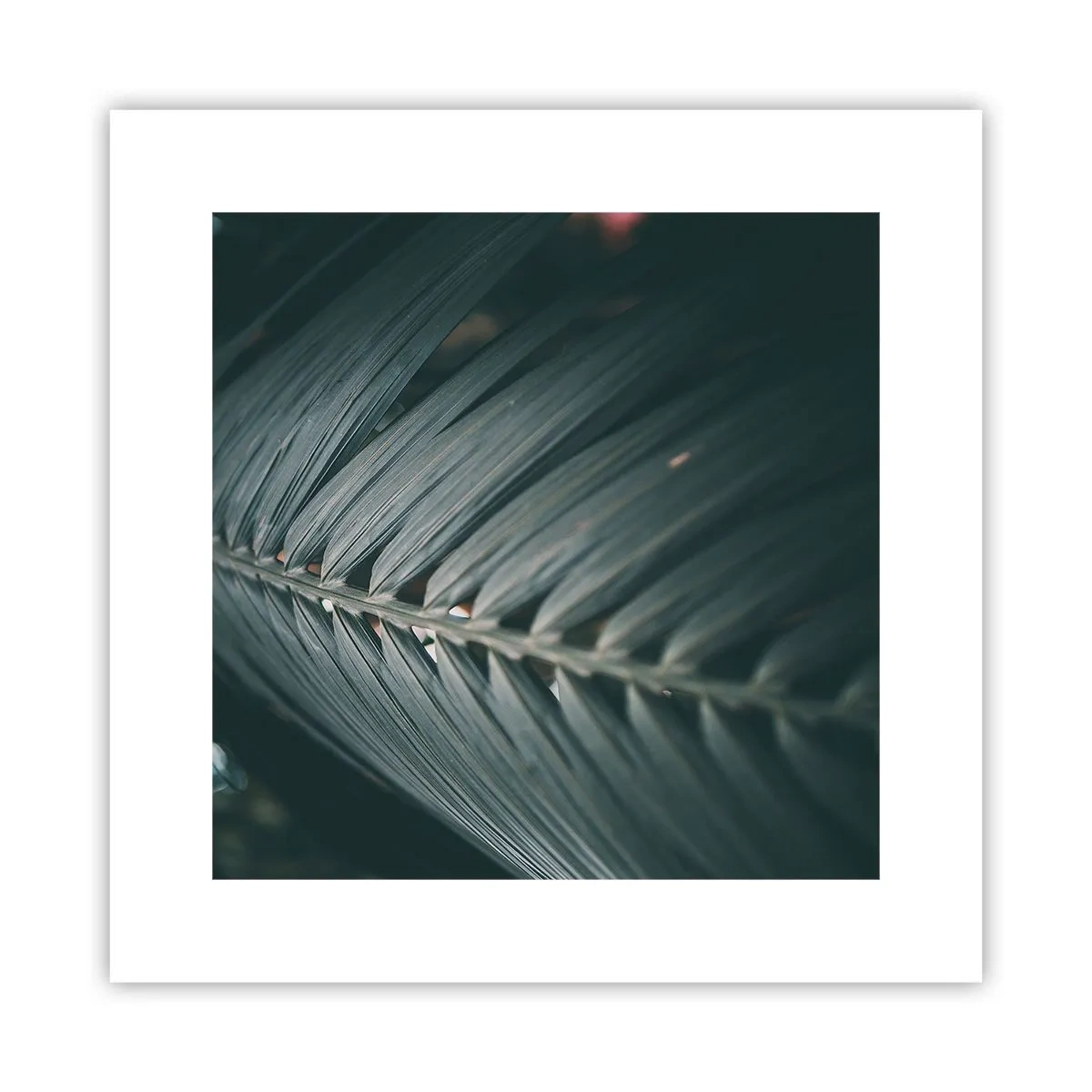 Plagát - Presnosť prírody - 30x30 cm