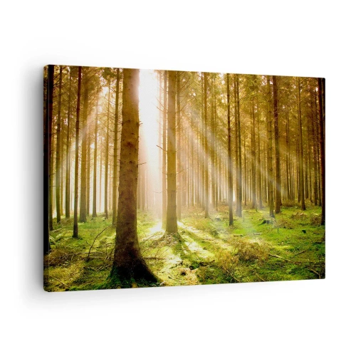 Obraz na plátne - Ihličnatý les so slnečnými lúčmi presvitajúcimi cez stromy - 70x50cm - Čoskoro sa objavia elfovia - Moderná nástenná dekorácia do obývacej izby a spálne ARTTOR